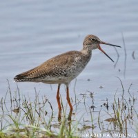 Tringa totanus Linnaeus, 1758